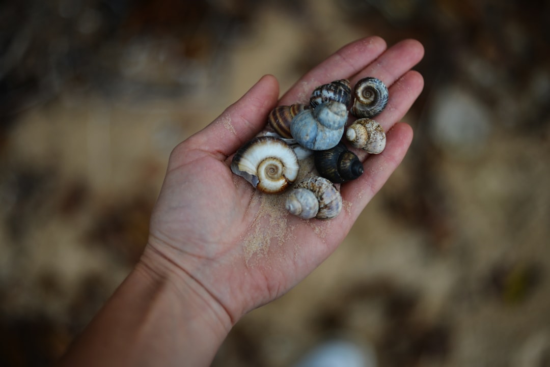 Photo nature treasures