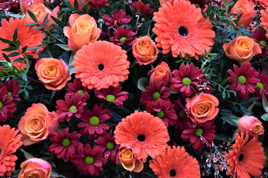 Photo colorful flowers